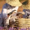 saffron blog 2