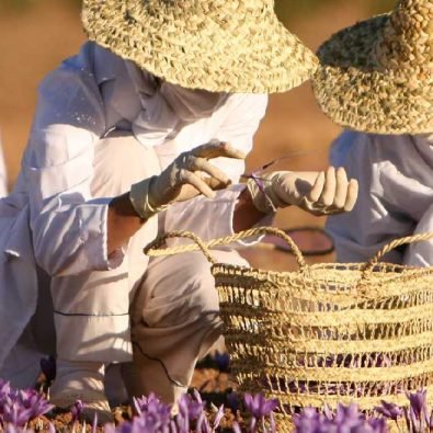 saffron blog 2
